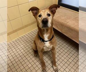 Labrador Retriever-Unknown Mix Dogs for adoption in Denver, CO, USA