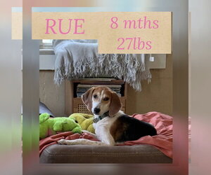 Mutt Dogs for adoption in Woodbury, NY, USA