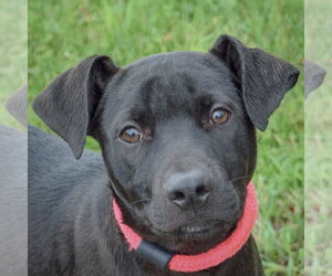Boxer-Unknown Mix Dogs for adoption in Huntley, IL, USA