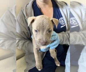 American Pit Bull Terrier Dogs for adoption in Sugar Land, TX, USA