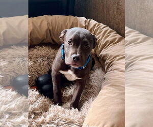 American Pit Bull Terrier-Unknown Mix Dogs for adoption in Wenonah, NJ, USA