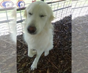 Great Pyrenees Dogs for adoption in Spring, TX, USA