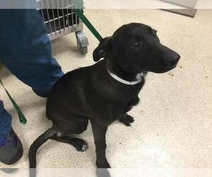 Labrador Retriever-Unknown Mix Dogs for adoption in Riverside, CA, USA