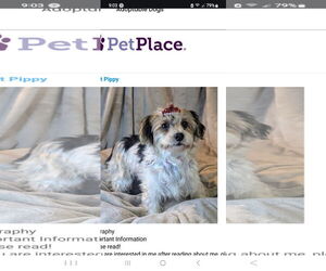 Mutt Dogs for adoption in Bon Carbo, CO, USA