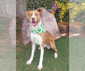 Siberian Husky-Unknown Mix Dogs for adoption in Oklahoma City, OK, USA