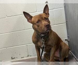 American Pit Bull Terrier Dogs for adoption in Tavares, FL, USA