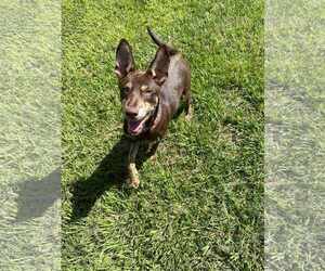 Australian Kelpie-Doberman Pinscher Mix Dogs for adoption in Princeton, MN, USA