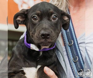 Labrador Retriever-Retriever  Mix Dogs for adoption in Washington, DC, USA