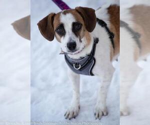Jack-A-Bee Dogs for adoption in Anchorage, AK, USA
