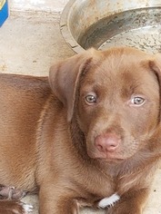 Small Jack Russell Terrier-Labrador Retriever Mix