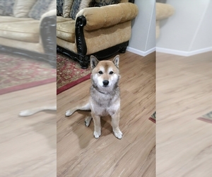 Shiba Inu Dogs for adoption in Des Moines, IA, USA
