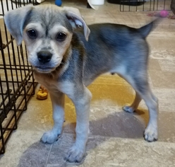 Medium Photo #1 Mutt Puppy For Sale in House Springs, MO, USA