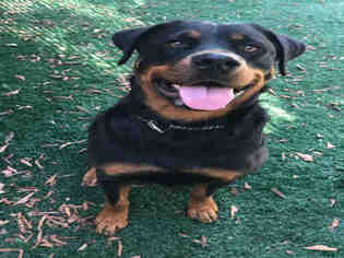 Rottweiler Dogs for adoption in Chula Vista, CA, USA
