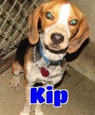 Beagle Dogs for adoption in Lawrenceburg, KY, USA
