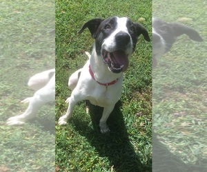 Lab-Pointer Dogs for adoption in Pevely, MO, USA