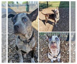 Mutt Dogs for adoption in San Antonio, TX, USA