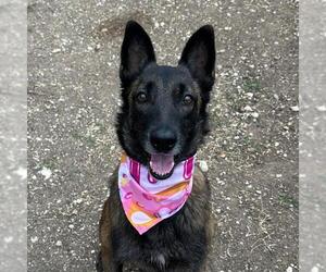 Mutt Dogs for adoption in San Antonio, TX, USA