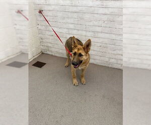 German Shepherd Dog Dogs for adoption in San Bernardino, CA, USA