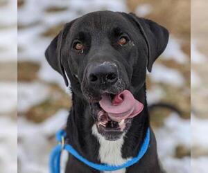 Great Dane Dogs for adoption in St Louis, MO, USA