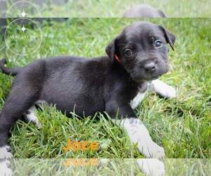 Labrador Retriever-Unknown Mix Dogs for adoption in Alexandria, MN, USA