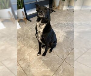 Border Collie Dogs for adoption in San Antonio, TX, USA