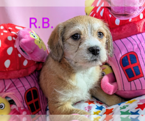 Mutt Dogs for adoption in Fresno, CA, USA