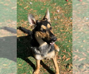 German Shepherd Dog Dogs for adoption in Fremont, CA, USA
