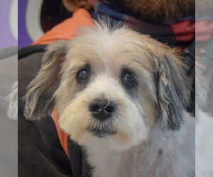 Shih Tzu-Unknown Mix Dogs for adoption in Huntley, IL, USA