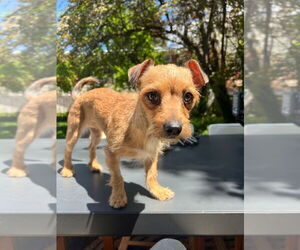 Chihuahua-Unknown Mix Dogs for adoption in Salt Lake City, UT, USA