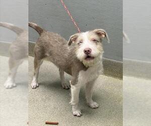 Miniature Schnauzer-Unknown Mix Dogs for adoption in Las Vegas, NV, USA