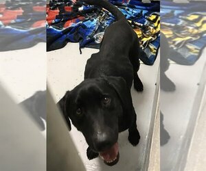 Labrador Retriever Dogs for adoption in Augusta, GA, USA