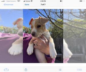 Chi-Corgi Dogs for adoption in Davis, CA, USA