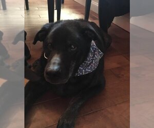 Labrador Retriever Dogs for adoption in New Castle, DE, USA