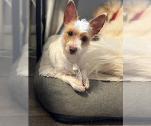 Chihuahua-Unknown Mix Dogs for adoption in Oak Bluffs, MA, USA