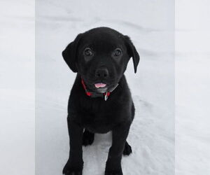 Shepradors Dogs for adoption in Minneapolis, MN, USA