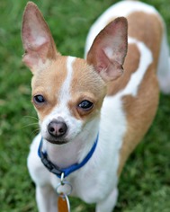 Chihuahua Dogs for adoption in Abilene, TX, USA