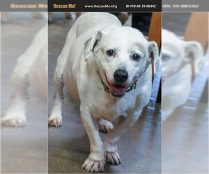 Basset Hound-Labrador Retriever Mix Dogs for adoption in Mount Juliet, TN, USA