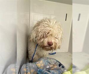 Maltichon Dogs for adoption in Houston, TX, USA