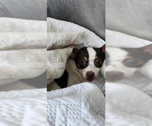 Chihuahua-Unknown Mix Dogs for adoption in San Antonio, TX, USA