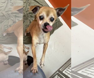 Chihuahua Dogs for adoption in Pampa, TX, USA