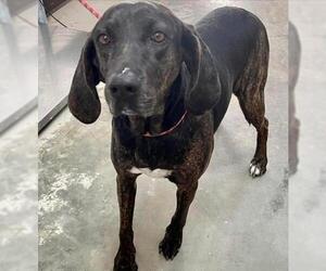 Plott Hound-Unknown Mix Dogs for adoption in Southampton, NY, USA