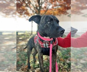 American Pit Bull Terrier-Unknown Mix Dogs for adoption in Rowlett, TX, USA