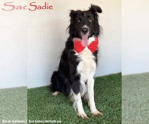 Border Collie-Unknown Mix Dogs for adoption in San Diego, CA, USA