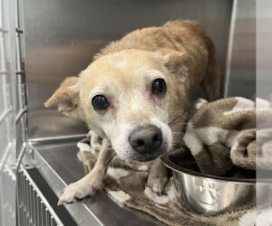 Chihuahua Dogs for adoption in Tavares, FL, USA