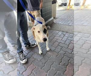 American Pit Bull Terrier-Unknown Mix Dogs for adoption in Rancho Cucamonga, CA, USA