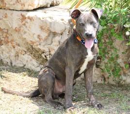 American Staffordshire Terrier Dogs for adoption in Lytle, TX, USA