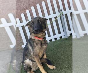 Mutt Dogs for adoption in Modesto, CA, USA