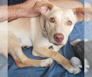 Cardigan Welsh Corgi Dogs for adoption in Woodside, NY, USA