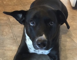 Borador Dogs for adoption in Monkton, MD, USA