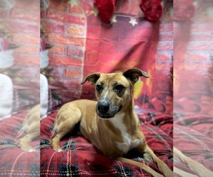 Boxer-Mountain Cur Mix Dogs for adoption in Harrisville, WV, USA